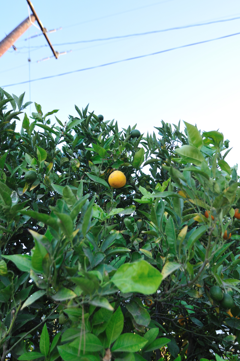A real orange - on a tree!